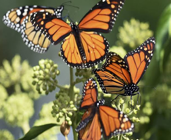 Titli Insect तितलियों के रोचक संसार को जानने पंगोट में एकत्र हुए तितली प्रेमी